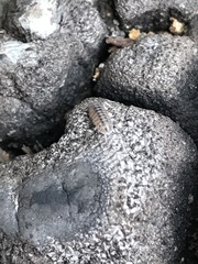 Armadillidium nasatum