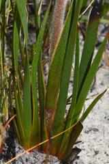 Dilatris corymbosa