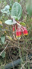 Macleania cordifolia