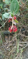 Macleania cordifolia
