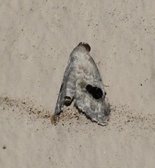 Abablemma duomaculata