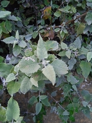 Buddleja crispa