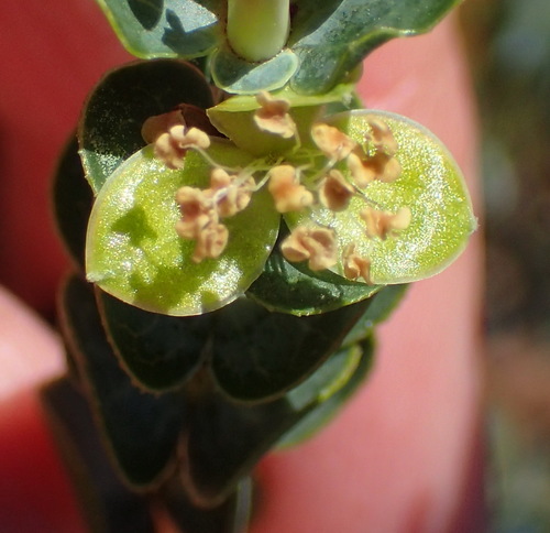 Image of Cliffortia crenata by (c) Nicola van Berkel, some rights reserved (CC BY-SA)