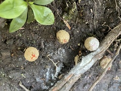 Calostoma japonicum