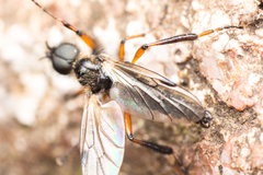 Bibio xanthopus
