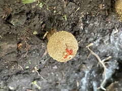 Calostoma japonicum