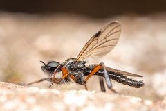 Bibio xanthopus
