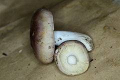 Russula vinacea