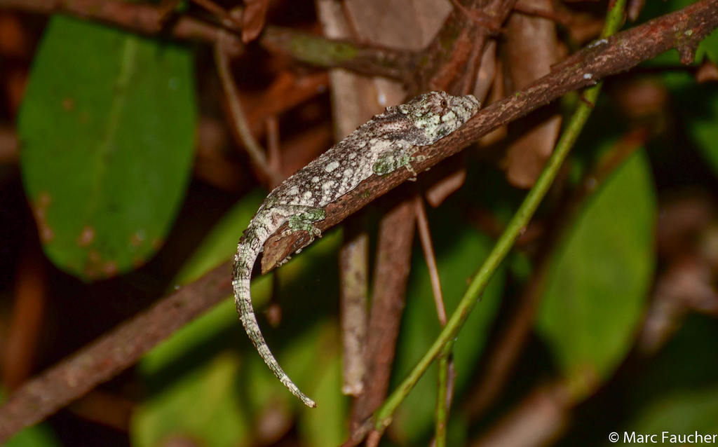 Short-Bearded Anole