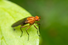 Dryomyzidae