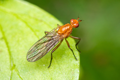 Dryomyzidae