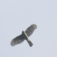 Accipiter nisus