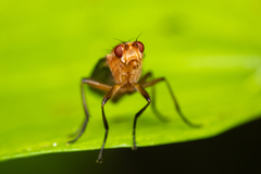 Dryomyzidae
