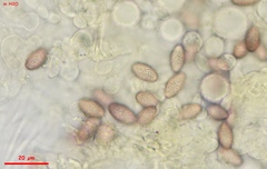 Ascobolus lineolatus