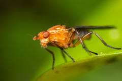 Dryomyzidae