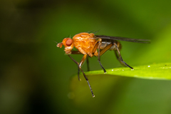 Dryomyzidae