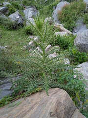 Cirsium falconeri