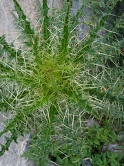 Cirsium falconeri