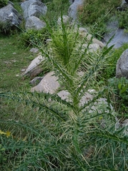 Cirsium falconeri