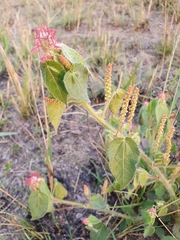 Acalypha villicaulis