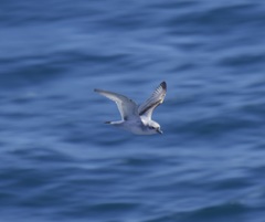 Pachyptila crassirostris