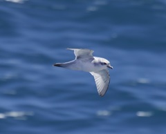 Pachyptila crassirostris