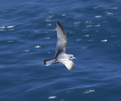 Pachyptila crassirostris