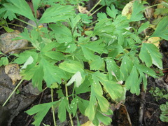 Corydalis capnoides