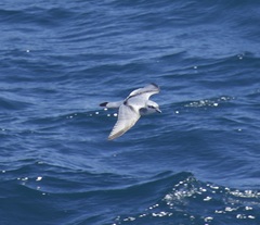 Pachyptila crassirostris