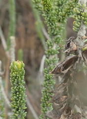 Aspalathus pinguis pinguis