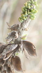 Aspalathus pinguis pinguis