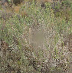 Aspalathus pinguis pinguis