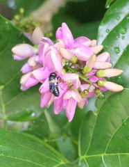Megachile disjunctiformis