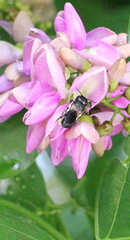 Megachile disjunctiformis