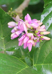 Megachile disjunctiformis