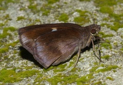 Notocrypta