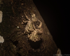 Tychreus sellatus