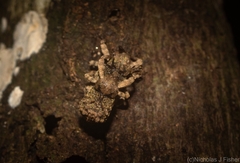 Tychreus sellatus
