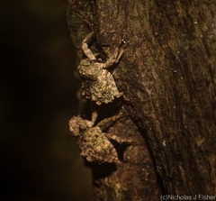 Tychreus sellatus