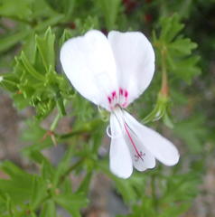 Pelargonium ternatum