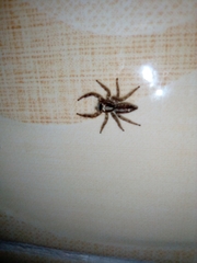 Araneae