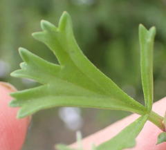 Pelargonium ternatum