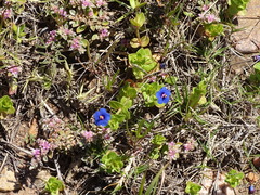 Lysimachia arvensis caerulea
