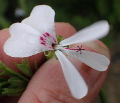Pelargonium ternatum