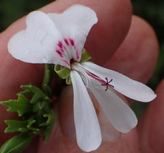 Pelargonium ternatum