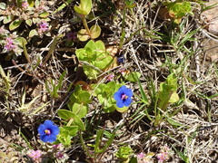 Lysimachia arvensis caerulea