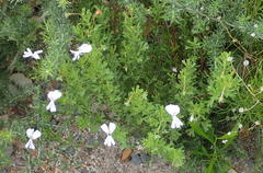 Pelargonium ternatum