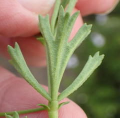Pelargonium ternatum