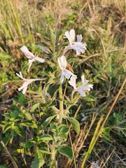 Dyschoriste burchellii