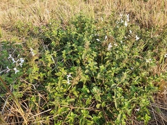 Dyschoriste burchellii